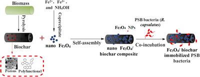 Bioremediation of Wastewater by Iron Oxide-Biochar Nanocomposites Loaded with Photosynthetic Bacteria